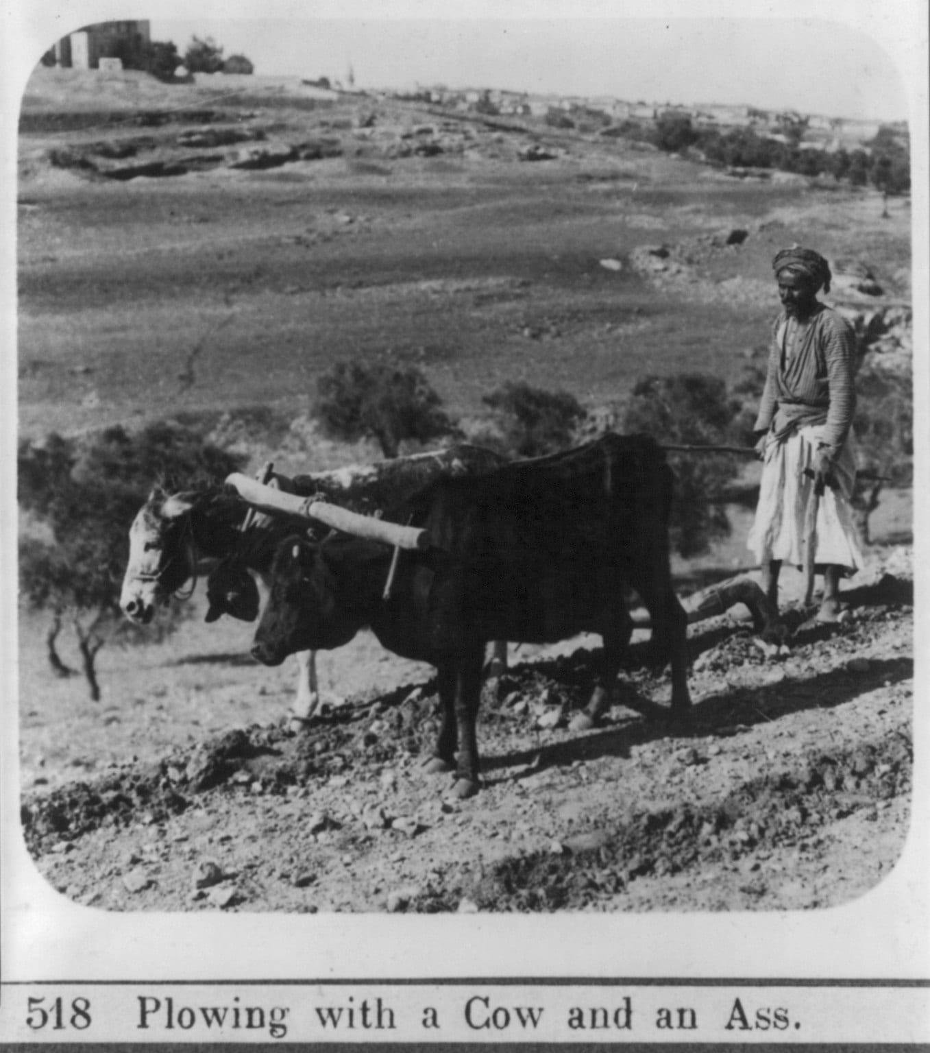 אכר חורש בשדה בצמד בהמות