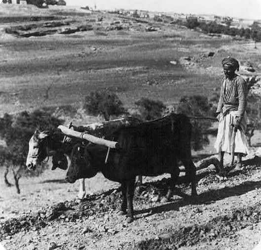 איכר חורש שדה בצמד בהמות רתומות יחדיו
