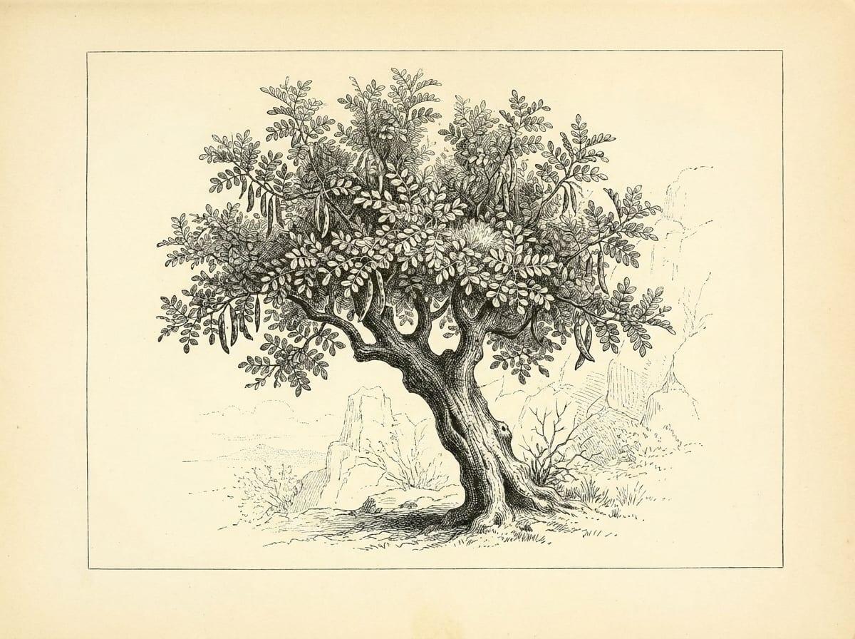 החרוב, עץ הסבלנות של ארצנו
