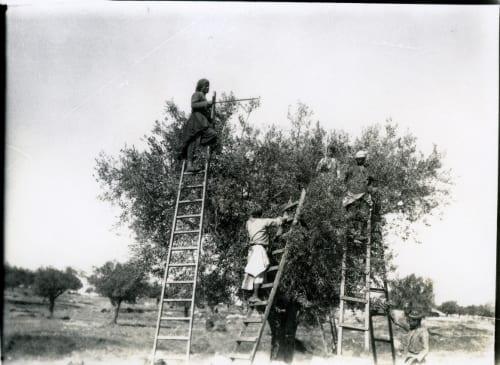 אנשים על סולמות מוסקים זיתים מעץ גדול